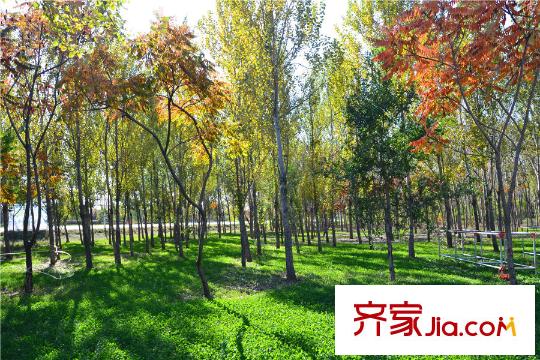 頤和城周邊公園樹林