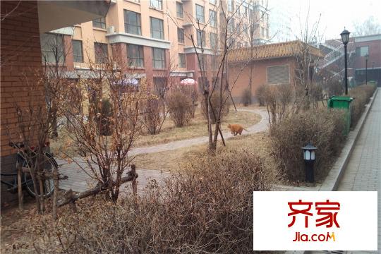 蘭亭馨居二期園區(qū)樹(shù)木（2015-12-22）