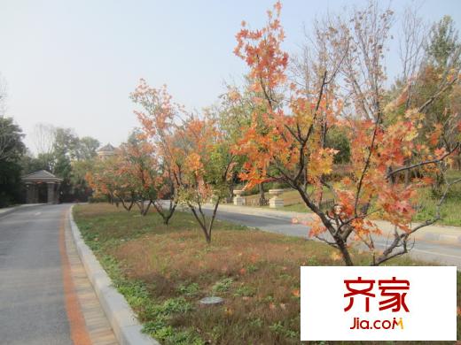 保利十二橡樹(shù)莊園秋季園區(qū)實(shí)景（2013-09-10）