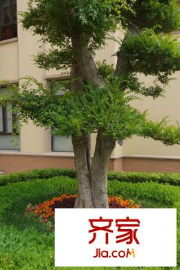 恒大山水城小區(qū)園林植被(2015-07)