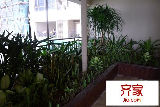 龍光天湖華府32層空中花園林木區(qū)2015-08-03