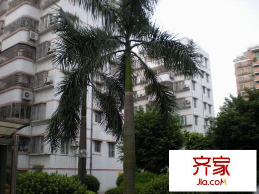 金菊平方米外景圖 