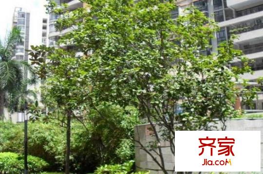 威斯廣場(chǎng)別墅外景圖