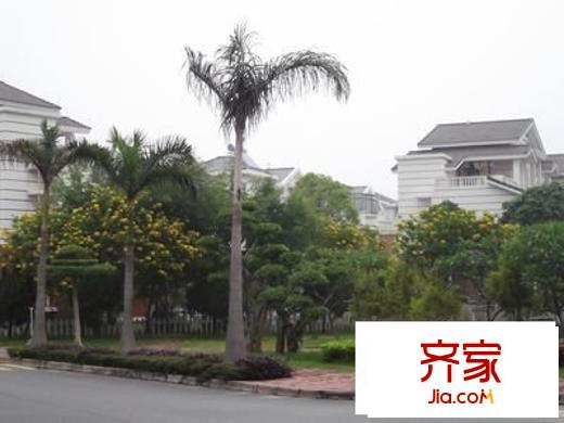 順德碧桂園彩云居外景圖 