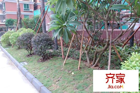 星辰花苑綠化 2013-9-7