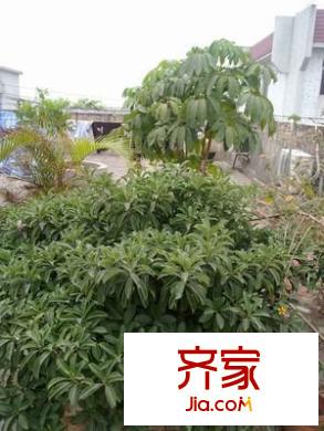 桂江樓外景圖 