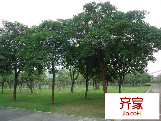 翠堤明珠周邊配套 佛山公園