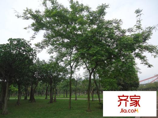 翠堤明珠周邊配套 佛山公園