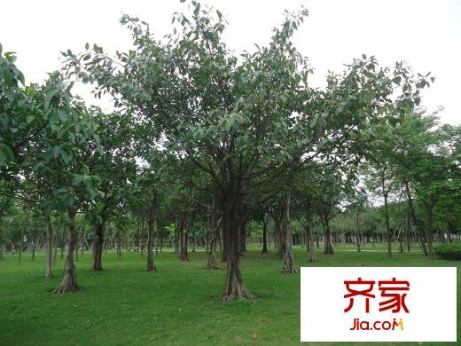 翠堤明珠周邊配套 佛山公園