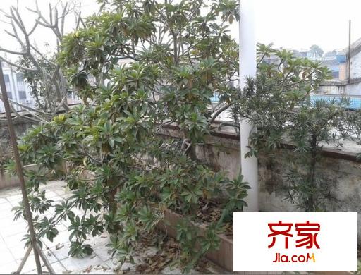德盛樓外景圖