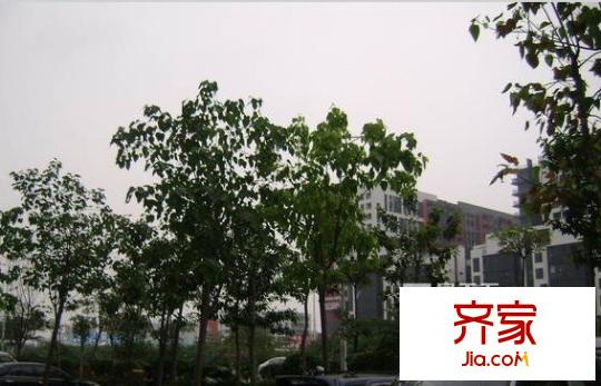 福星大樓外景圖