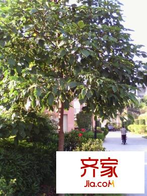 鑫龍小區(qū)外景圖 