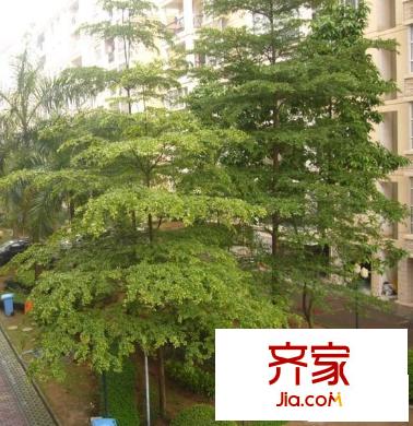 百花園小區(qū)外景圖 