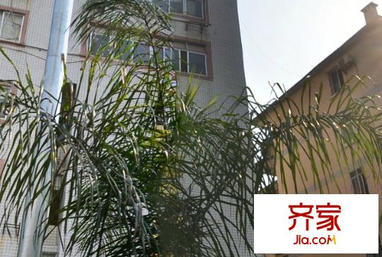 津頭街糧食局宿舍外景圖 