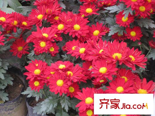 欣隆盛世觀邸人民公園花開紅艷（攝于2013年4月1日）