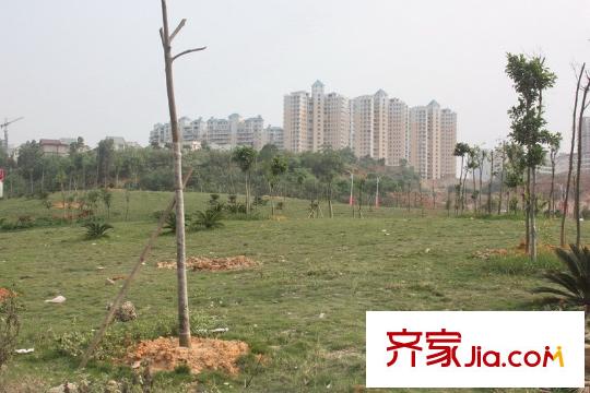 保利童心緣項(xiàng)目周邊楓林云景路口綠化