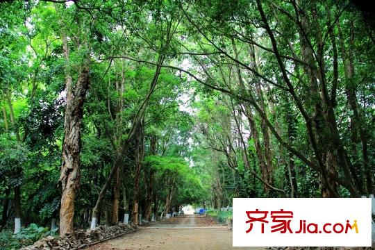 聯發(fā)君瀾周邊長平方米路189號廣西藥用植物園