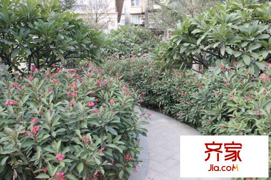 瀚林學(xué)府園林實(shí)景（2015-10-30）