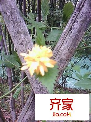 碧云山莊外景圖 