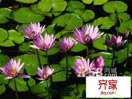 中天花園茶花園外景圖 周邊配套