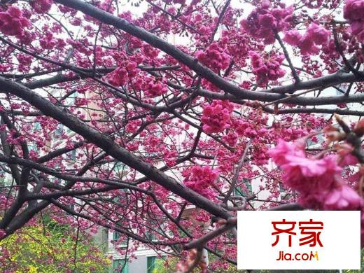 興隆城市花園沐風(fēng)園小區(qū)綠化(2013-2-16)