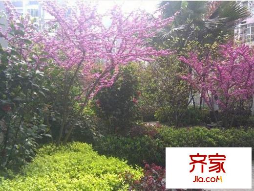 興隆城市花園沐風(fēng)園小區(qū)綠化(2013-2-16)