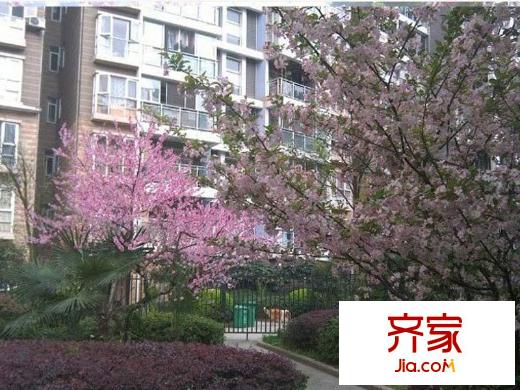 興隆城市花園沐風(fēng)園小區(qū)綠化一隅(2013-02-16)