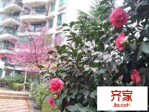 興隆城市花園沐風(fēng)園小區(qū)綠化側(cè)拍(2013-02-16)