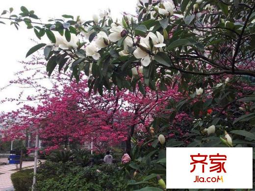 興隆城市花園沐風(fēng)園小區(qū)綠化風(fēng)景(2013-02-16)