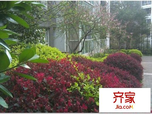 興隆城市花園沐風(fēng)園小區(qū)綠化一角(2013-2-16)