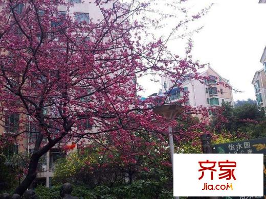 興隆城市花園沐風(fēng)園小區(qū)綠化怡水園(2013-02-16)