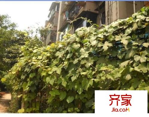 動力廠宿舍外景圖 