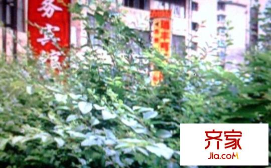 永樂(lè)新苑外景圖 