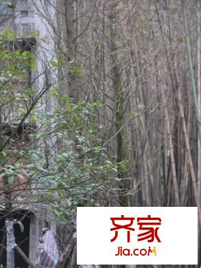 保利紫薇郡小區(qū)樹木實景（2012-12-21）