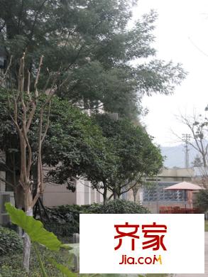 保利紫薇郡小區(qū)內(nèi)（2012-12-21）