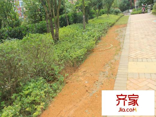 米蘭春天實(shí)景圖一期小區(qū)綠化實(shí)景(2013-8-27)
