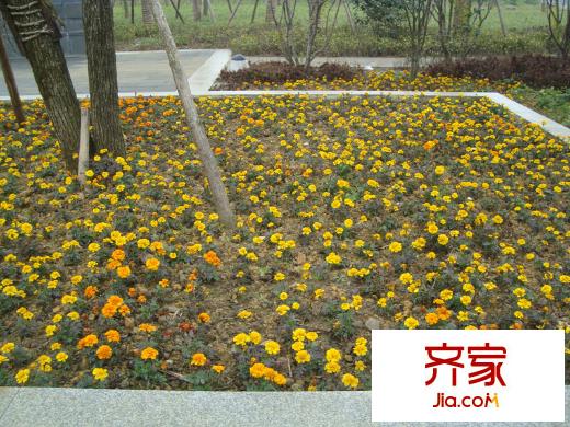 大川白金城