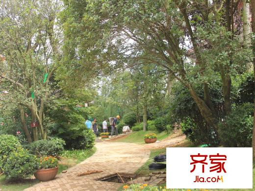 米蘭春天實(shí)景圖二期小道實(shí)景(2013-8-27)