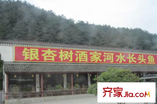 觀云1公里外的銀杏樹(shù)酒家