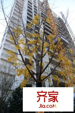 中信泰富嘉境11#樓（2015-12-31）
