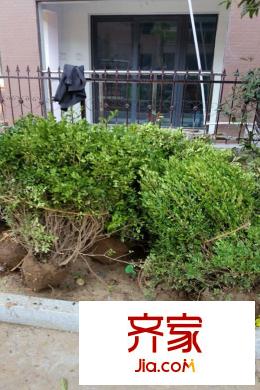 盛德城市廣場(chǎng)二次綠化（2015-09-09）