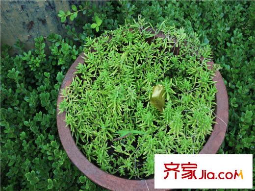 濱河陽光別墅區(qū)綠化配套