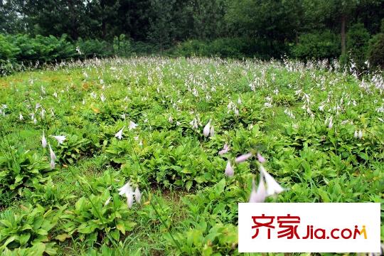 中元御桂園周邊平方米河風景