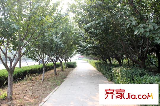 阜豐康橋郡小區(qū)綠化帶
