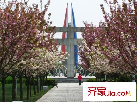 紫荊花園周邊櫻花廣場