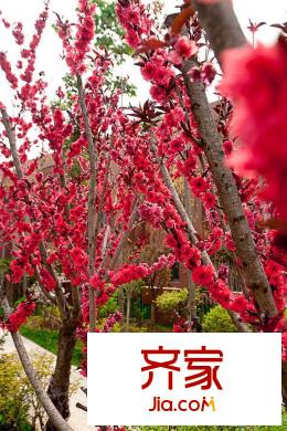 涇渭上城小區(qū)實(shí)景（20150420）