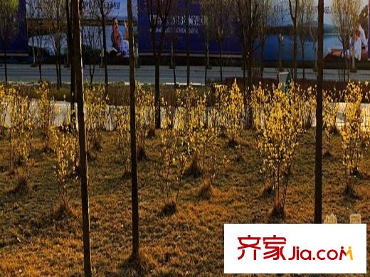 紫郡觀瀾周邊平方米灞濕地公園