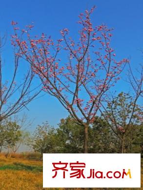 紫郡觀瀾周邊平方米灞濕地公園