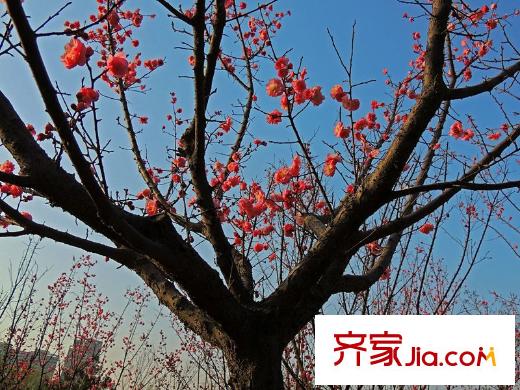 紫郡觀瀾周邊平方米灞濕地公園