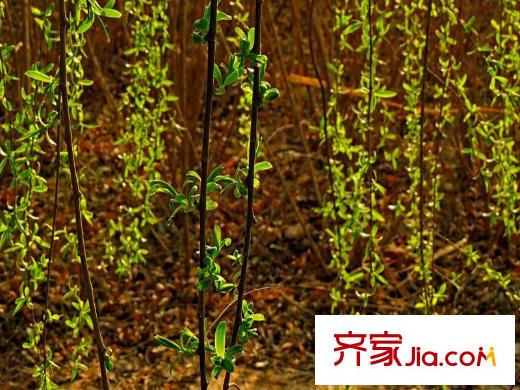 紫郡觀瀾周邊平方米灞濕地公園